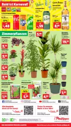 Gazetka promocyjna Thomas Philipps - Gazetka - ważna od 03.02 do 03.02.2024 - strona 8 - produkty: abholpreise, alle preise sind abholpreise, angebot, angebote, Bau, bier, Bromelie, buch, Clin, discount, eis, erde, erfrischungsgetränk, erfrischungsgetränke, Ficus, Garten, getränk, getränke, gewürz, gin, Grünpflanzen, Handy, Holz, Kalanchoe, natur, papier, pflanze, pflanzen, Rauch, reis, Roller, Ti, tisch, topf, übertopf, wasser, Yo