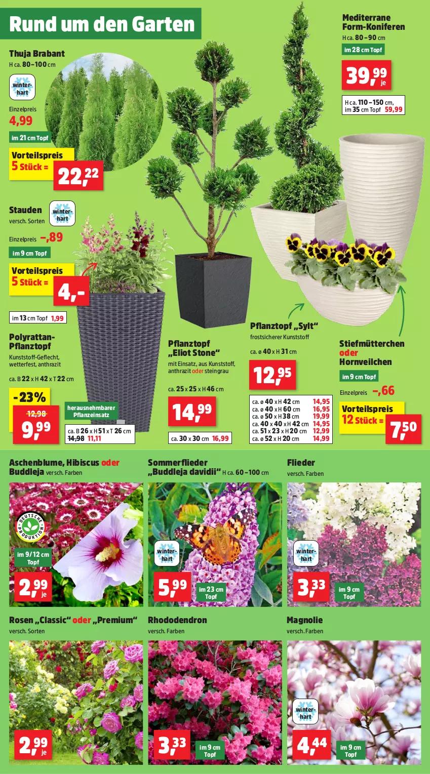 Aktueller Prospekt Thomas Philipps - von 24.03 bis 29.03.2025 - strona 2 - produkty: blume, eis, flieder, Garten, Konifere, pflanze, Pflanztopf, reis, rosen, stauden, Ti, topf, vorteilspreis