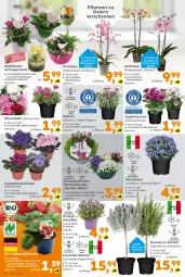 Gazetka promocyjna  - Gazetka - ważna od 30.03 do 30.03.2024 - strona 4 - produkty: bio, Blüte, cin, Erdbeerpflanze, fisch, fische, Körbchen, lavendel, orchidee, pflanze, pflanzen, phalaenopsis, rosmarin, Spezi, stauden, Ti, topf, ZTE