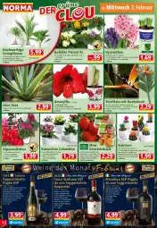 Gazetka promocyjna Norma - Norma - Gazetka - ważna od 07.02 do 07.02.2022 - strona 12 - produkty: aloe vera, Alpenveilchen, Bau, blume, Blüte, chili, Egger, elle, ente, erde, flasche, flieder, früchte, früchten, Garten, Germ, Gewächshaus, gewürz, gurke, Kaktee, Kalanchoe, kulturtopf, LG, mac, marmelade, natur, orange, paprika, pfeffer, pflanze, pflanzen, primitivo, reifen, rel, sac, salat, Salatgurke, sim, tee, Ti, tisch, tomate, topf, Tüte, übertopf, vanille, wein, zwiebel, zwiebeln