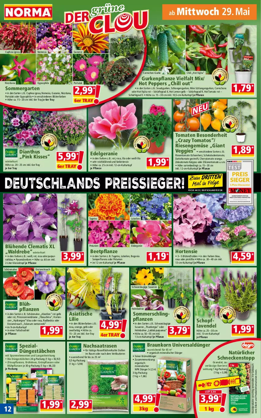 Aktueller Prospekt Norma - Norma - von 27.05 bis 03.06.2024 - strona 12 - produkty: Begonia, Begonie, bio, biozidprodukte, blume, Blüte, bohne, braun, chili, dünger, eis, elle, ente, Garten, geranie, Grünpflanzen, gurke, gurken, hortensie, hortensien, HP, hydrangea, korn, kulturtopf, lavendel, LG, Lobelie, orange, orchidee, orchideen, petunie, petunien, pflanze, pflanzen, rasen, Rauch, reis, reiss, rwe, schoko, schokolade, schokoladen, senf, snack, Spezi, Ti, Tiere, tisch, tomate, tomaten, topf, veggie, zitrone, zitronen