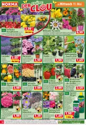 Gazetka promocyjna Norma - Norma - Gazetka - ważna od 16.05 do 16.05.2022 - strona 14 - produkty: Amber, Bebe, beere, beeren, beetpflanzen, blume, Blüte, Brei, brombeere, brombeeren, dip, dipladenia, dünger, eis, elle, flasche, frucht, früchte, früchten, Garten, gartennelke, Gemüsedünger, geranie, geranien, gin, gurke, himbeer, himbeere, himbeeren, hortensie, hortensien, johannisbeere, Kinder, kübelpflanzen, kulturtopf, lack, lavendel, lebensmittel, mac, merl, orange, paprika, Passiflora, petunie, petunien, pflanze, pflanzen, raspberry, reis, snack, Spezi, Ti, tomate, tomaten, topf, und gemüse, zitrone, zucker