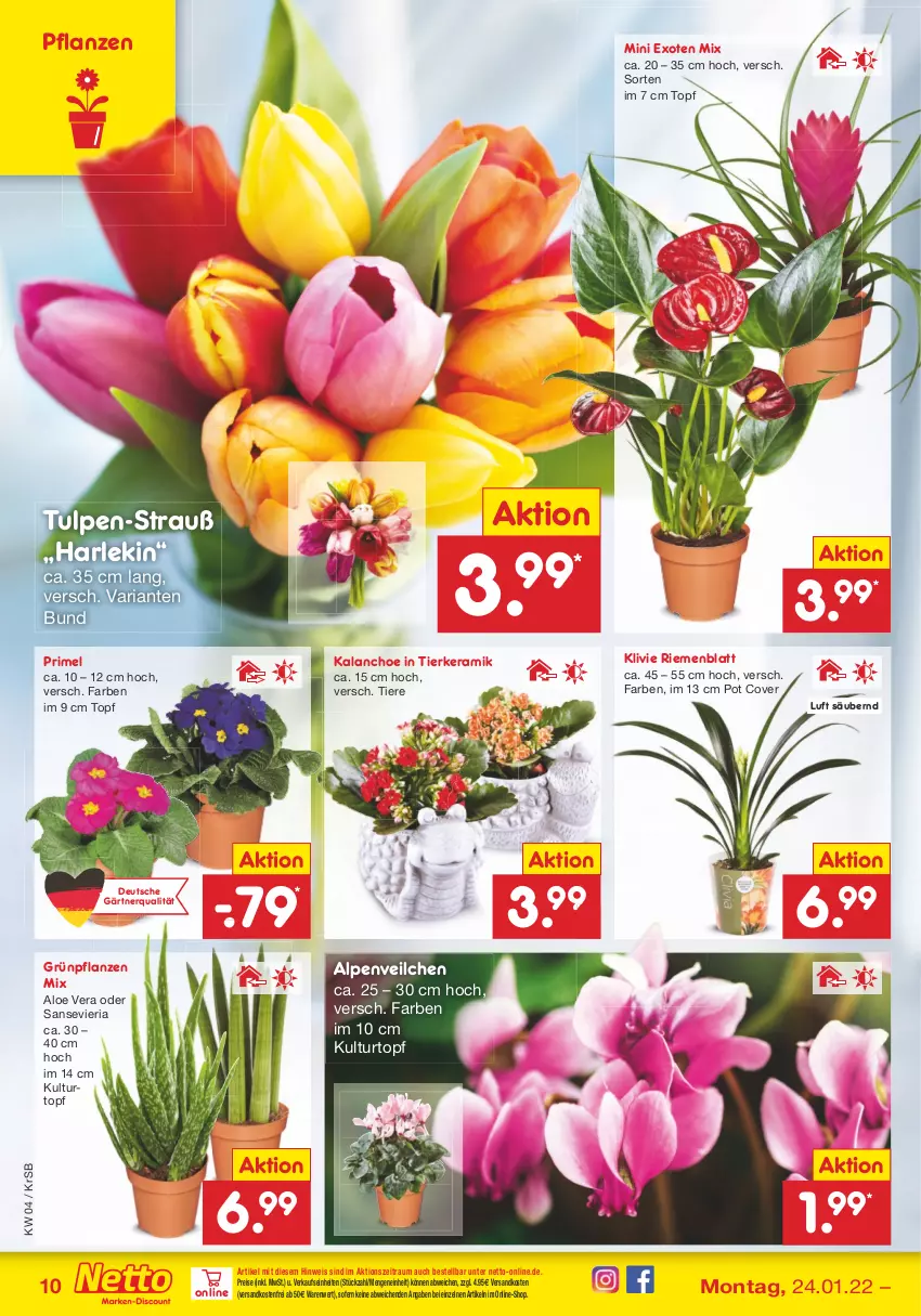 Aktueller Prospekt Netto Marken-Discount - Filial-Angebote - von 24.01 bis 29.01.2022 - strona 10 - produkty: aloe vera, Alpenveilchen, eis, Grünpflanzen, Kalanchoe, kulturtopf, ndk, pflanze, pflanzen, reis, Ria, Ti, Tiere, topf, versandkostenfrei