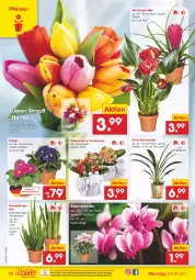 Gazetka promocyjna Netto Marken-Discount - Filial-Angebote - Gazetka - ważna od 29.01 do 29.01.2022 - strona 10 - produkty: aloe vera, Alpenveilchen, eis, Grünpflanzen, Kalanchoe, kulturtopf, ndk, pflanze, pflanzen, reis, Ria, Ti, Tiere, topf, versandkostenfrei