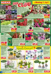 Gazetka promocyjna Norma - Norma - Gazetka - ważna od 18.04 do 18.04.2022 - strona 12 - produkty: acer, Bau, blume, Blüte, brie, brot, butter, decke, eis, elle, erde, Ficus, fleisch, frucht, fruchtfleisch, Garten, Gartenpflanze, geranie, gin, hama, himbeer, holsteiner, HP, Kalanchoe, kissen, kohlrabi, kopfsalat, korb, Kraut, Kühne, kulturtopf, lavendel, mac, natur, ndk, orange, petunie, pflanze, pflanzen, pflanzerde, phalaenopsis, pril, radieschen, rasen, Rauch, rhabarber, Ria, rosen, rwe, salat, Schal, Schale, stauden, steiner, Ti, tisch, topf, übertopf, und gemüse