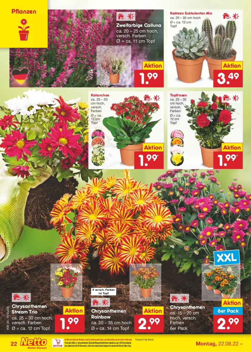 Aktueller Prospekt Netto Marken-Discount - Filial-Angebote - von 22.08 bis 27.08.2022 - strona 22 - produkty: bestpreis, chrysanthemen, eis, ente, Kaktee, Kalanchoe, ndk, pflanze, pflanzen, reis, rosen, Sukkulente, tee, Ti, topf, usb, versandkostenfrei