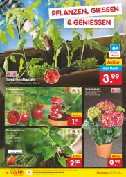 Gazetka promocyjna Netto Marken-Discount - Filial-Angebote - Gazetka - ważna od 06.05 do 06.05.2023 - strona 26 - produkty: bestpreis, eis, Erdbeerpflanze, gurke, gurken, hortensie, hortensien, Kürbis, ndk, pflanze, pflanzen, reis, Ti, tomate, tomaten, topf, zucchini