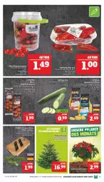 Gazetka promocyjna Marktkauf - Prospekt - Gazetka - ważna od 10.12 do 10.12.2022 - strona 11 - produkty: deka, eimer, eis, gurke, gurken, kartoffel, kartoffeln, mini-gurken, paprika, paprika rot, reis, rel, rispentomaten, Romatomaten, salat, Salatgurke, speisekartoffeln, Spitzpaprika, Ti, tomate, tomaten, Weihnachtsstern, ZTE