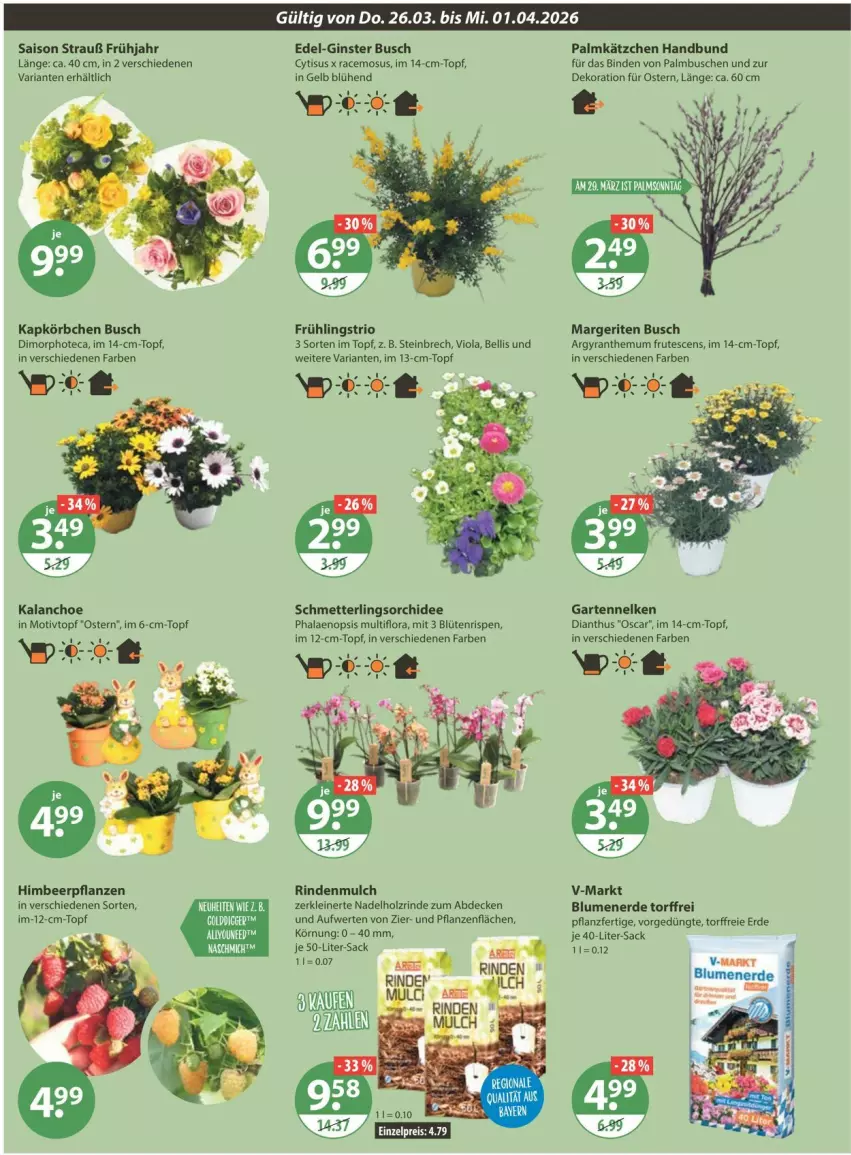 Aktueller Prospekt Vmarkt - Prospekte - von 26.03 bis 01.04.2026 - strona 24 - produkty: binden, blume, blumen, blumenerde, Blüte, decke, dekoration, erde, Garten, gartennelke, gin, Holz, Kätzchen, leine, Mett, orchidee, pflanze, pflanzen, phalaenopsis, Ria, rind, rindenmulch, sac, Schmetterling, schmetterlingsorchidee, Ti, topf