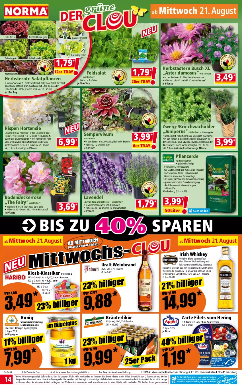 Aktueller Prospekt Norma - Norma - von 19.08 bis 26.08.2024 - strona 14 - produkty: auer, ball, Bebe, bio, blume, blumen, Blüte, bügel, butter, creme, decke, drink, drinks, Eichblattsalat, eier, eis, elle, erde, fairy, feldsalat, filet, filets, flasche, frucht, Garten, gin, hering, honig, hortensie, irish whiskey, kopfsalat, kräuter, kräuterlikör, kulturtopf, lavendel, lebensmittel, LG, likör, mac, ndk, pflanze, pflanzen, pflanzerde, rasen, Rauch, reis, ring, rosen, salat, Sempervivum, senf, sonnenblume, sonnenblumen, stauden, Ti, tisch, tomate, tomaten, topf, und gemüse, vanille, wein, weinbrand, whiskey