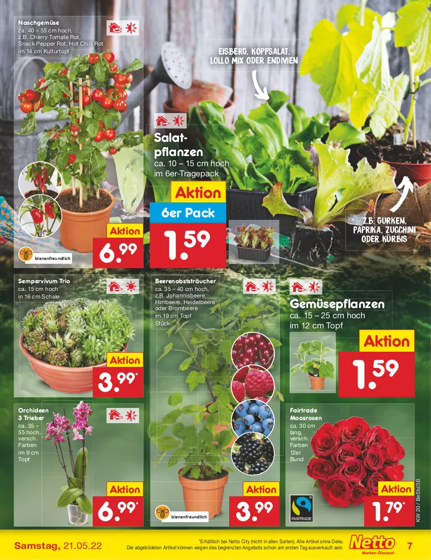 Aktueller Prospekt Netto Marken-Discount - Filial-Angebote - von 16.05 bis 21.05.2022 - strona 7 - produkty: angebot, beere, beeren, brombeere, eis, gurke, gurken, heidelbeere, himbeer, himbeere, johannisbeere, kopfsalat, kulturtopf, Kürbis, obst, orchidee, orchideen, paprika, pflanze, pflanzen, rosen, salat, Schal, Schale, Sempervivum, snack, Ti, tomate, topf, ZTE, zucchini