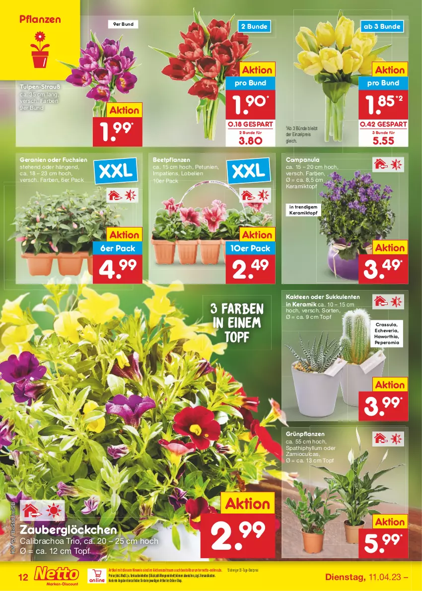 Aktueller Prospekt Netto Marken-Discount - Filial-Angebote - von 11.04 bis 15.04.2023 - strona 12 - produkty: beetpflanzen, bestpreis, calibrachoa, Campanula, eis, ente, geranie, geranien, Grünpflanzen, Kaktee, Lobelie, ndk, petunie, petunien, pflanze, pflanzen, reis, Ria, Sukkulente, tee, Ti, topf, zauberglöckchen