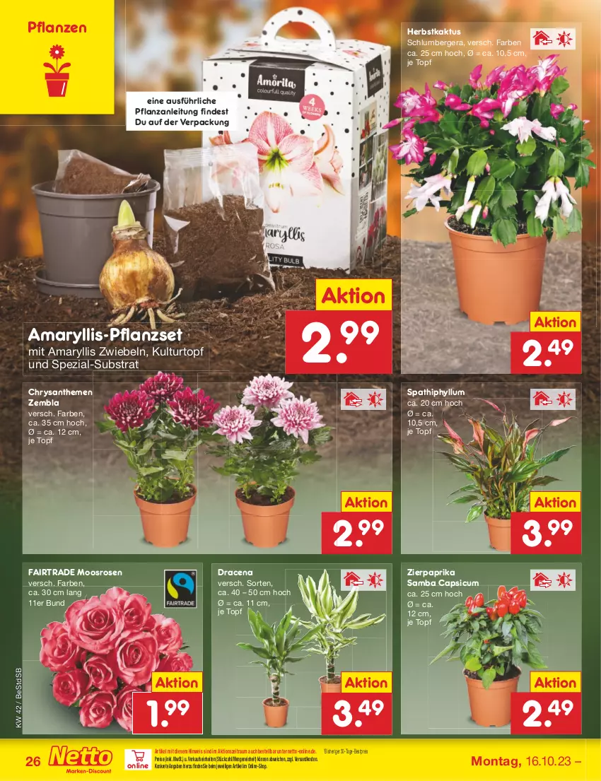 Aktueller Prospekt Netto Marken-Discount - Filial-Angebote - von 16.10 bis 21.10.2023 - strona 30 - produkty: Berger, bestpreis, Cap, chrysanthemen, eis, kulturtopf, ndk, paprika, pflanze, pflanzen, reis, rosen, Spezi, Ti, topf, zwiebel, zwiebeln