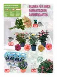 Gazetka promocyjna Feneberg - Prospekte - Gazetka - ważna od 17.06 do 17.06.2023 - strona 15 - produkty: angebot, angebote, auer, Bad, blume, blumen, buch, chloe, elle, emmi, Garten, LG, Ofen, rosen, Rosenstrauß, Ti, tisch, topf