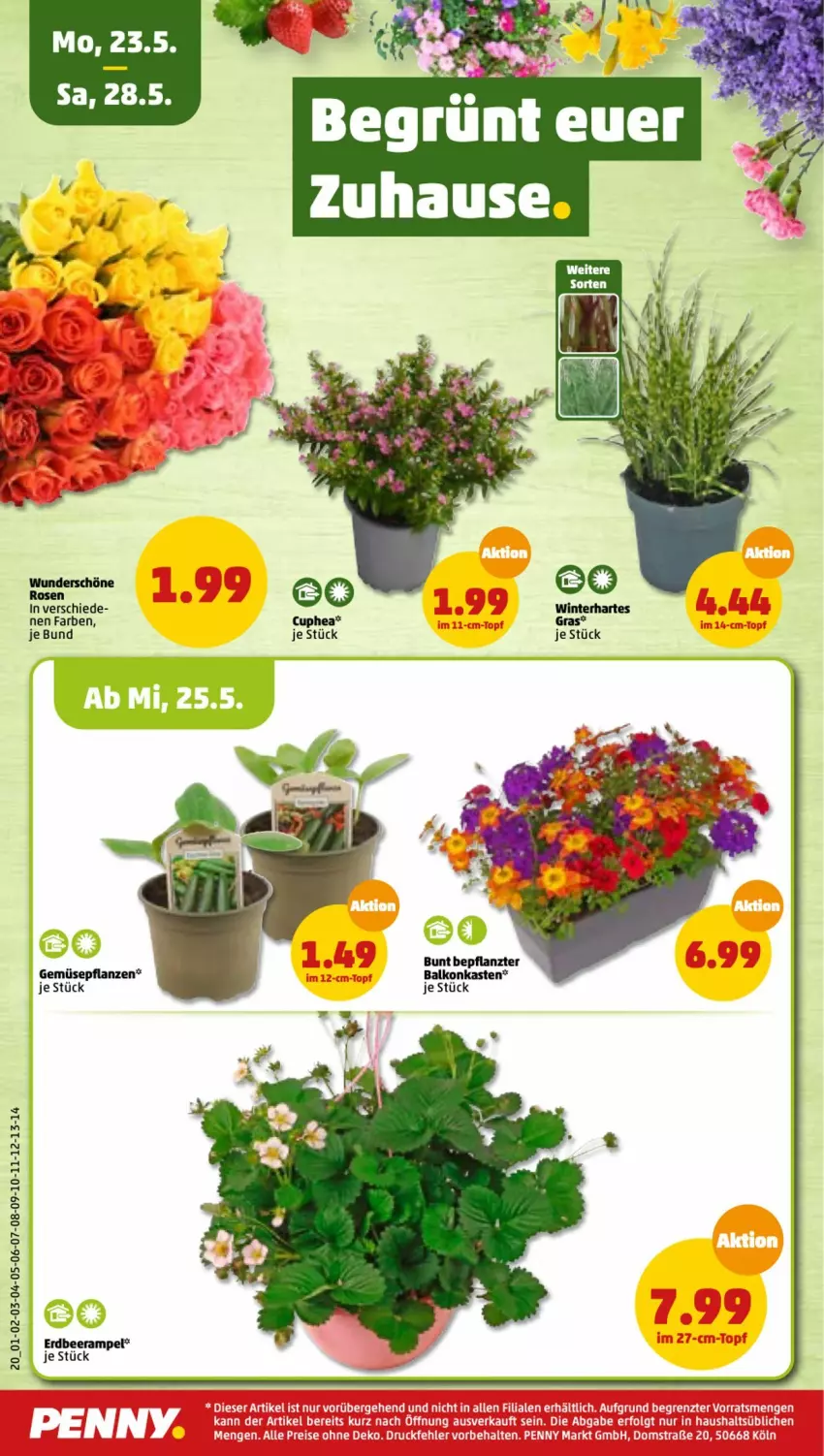 Aktueller Prospekt Penny - Prospekte - von 23.05 bis 28.05.2022 - strona 24 - produkty: aldi, pflanze, pflanzen, rosen, Ti, ZTE