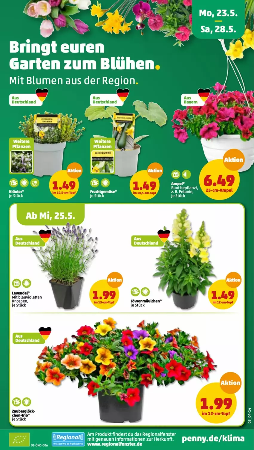 Aktueller Prospekt Penny - Prospekte - von 23.05 bis 28.05.2022 - strona 5 - produkty: blume, blumen, fenster, frucht, lavendel, Ti