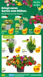 Gazetka promocyjna Penny - Prospekte - Gazetka - ważna od 28.05 do 28.05.2022 - strona 5 - produkty: blume, blumen, fenster, frucht, lavendel, Ti