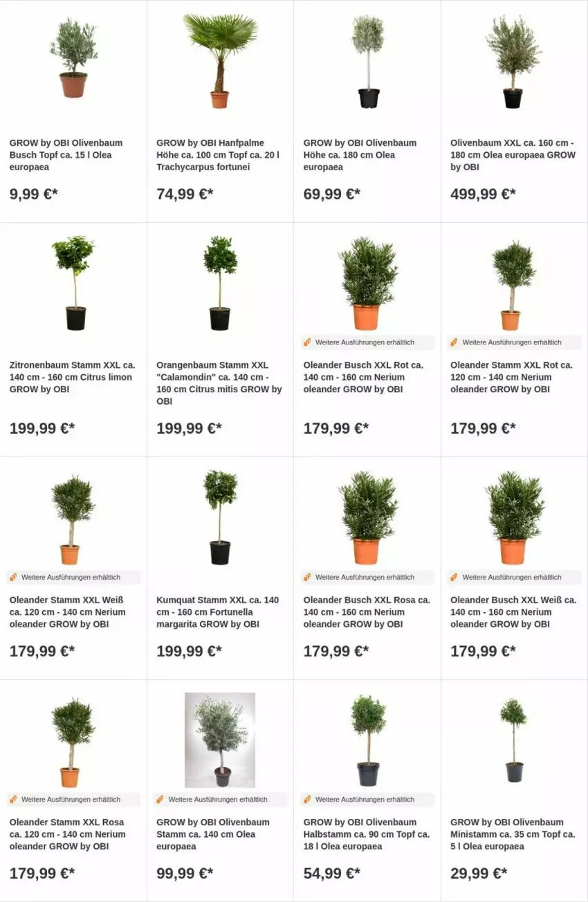 Aktueller Prospekt Obi - Prospekte - von 28.11 bis 06.12.2023 - strona 15 - produkty: Bau, citrus, limo, olive, oliven, orange, orangen, Ti, topf, zitrone, zitronen