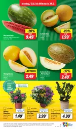 Gazetka promocyjna Lidl - Aktionsprospekt - Gazetka - ważna od 17.06 do 17.06.2023 - strona 9 - produkty: chrysanthemen, discount, eis, elle, galiamelone, honig, honigmelone, melone, pflanze, pflanzen, reis, Ti, topf, wasser, wassermelone, zucker, Zuckermelone