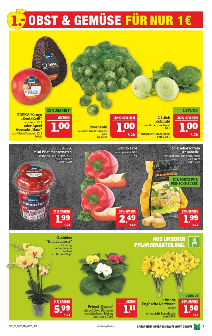 Aktueller Prospekt Marktkauf - Prospekt - von 30.01 bis 05.02.2022 - strona 11 - produkty: deka, elle, obst, paprika, pflaume, pflaumen, snack, snacks, tee, Ti, tomate, tomaten