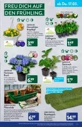 Gazetka promocyjna Aldi Nord - Aldi-Vorschau - Gazetka - ważna od 19.03 do 19.03.2022 - strona 25 - produkty: ball, Blüte, Brei, eis, ente, flieder, garden feelings, gin, hortensie, hortensien, kokos, kulturtopf, latte, Mett, pflanze, pflanzen, rasen, Rauch, Ria, rind, Schal, Schale, Schmetterling, Spiele, teppich, Ti, topf, ZTE
