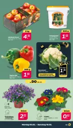 Gazetka promocyjna Netto - Woche 6 - Gazetka - ważna od 10.02 do 10.02.2024 - strona 3 - produkty: apfel, blume, blumen, blumenkohl, Campanula, eis, gurke, gurken, korb, paprika, Primeln, reis