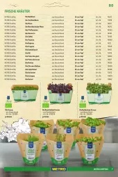 Gazetka promocyjna Metro - Eigenmarkensortiment - Gazetka - ważna od 18.09 do 18.09.2024 - strona 7 - produkty: basilikum, bio, Koriander, kräuter, Metro, minze, petersilie, pfeffer, pfefferminze, radieschen, Rettich, Ria, rosmarin, Schal, Schale, schnittlauch, Ti, topf, zitrone, zitronen