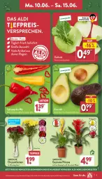 Gazetka promocyjna Aldi Nord - Von Montag - Gazetka - ważna od 15.06 do 15.06.2024 - strona 3 - produkty: aldi, angebot, avocado, chrysanthemen, eis, gin, kohlrabi, kulturtopf, paprika, paprika mix, pflanze, reis, Ria, Spitzpaprika, Ti, tiefpreis, topf, Vase, ZTE