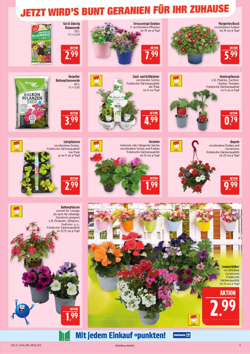 Aktueller Prospekt Marktkauf - Prospekt - von 19.04 bis 25.04.2026 - strona 9 - produkty: balkonpflanzen, blume, blumen, blumenerde, erde, geranie, geranien, grill, gurke, gurken, kräuter, paprika, petunie, petunien, pflanze, pflanzen, Ria, salat, Ti, tomate, tomaten, topf, zucchini