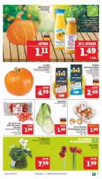 Gazetka promocyjna Marktkauf - Prospekt - Gazetka - ważna od 26.10 do 26.10.2024 - strona 9 - produkty: ackergold, ball, braun, champignon, champignons, champignons braun, deka, eis, elle, Innocent, kartoffel, kartoffeln, Kürbis, pflaume, pflaumen, speisekartoffeln, spitzkohl, Ti, tomate, tomaten, topf