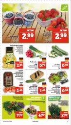 Gazetka promocyjna Marktkauf - Prospekt - Gazetka - ważna od 05.08 do 05.08.2023 - strona 9 - produkty: auer, ball, Bau, blume, blumen, Blumenstrauß, deka, eis, elle, feinschmecker, Frühkartoffeln, gurke, gurken, hortensie, hortensien, kartoffel, kartoffeln, Lauchzwiebel, lauchzwiebeln, LG, mini-gurken, pflaume, pflaumen, radieschen, Rana, ring, salat, sonnenblume, sonnenblumen, speisefrühkartoffeln, tee, Ti, tomate, tomaten, topf, zucchini, zwiebel, zwiebeln