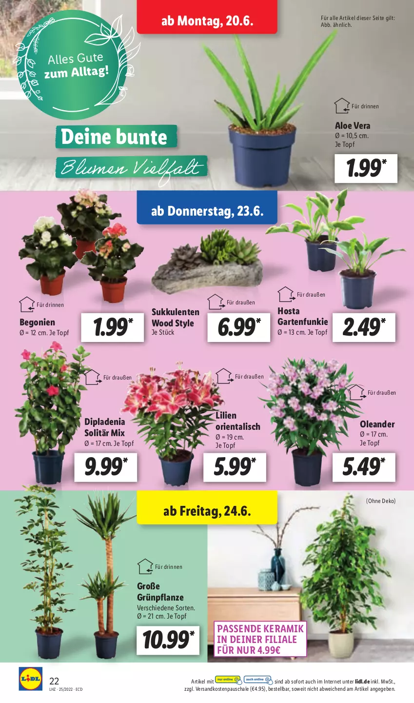 Aktueller Prospekt Lidl - Aktionsprospekt - von 20.06 bis 25.06.2022 - strona 22 - produkty: aloe vera, Begonie, dip, dipladenia, ente, Garten, ndk, pflanze, Schal, Schale, Sukkulente, Ti, topf