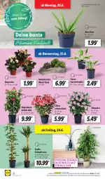 Gazetka promocyjna Lidl - Aktionsprospekt - Gazetka - ważna od 25.06 do 25.06.2022 - strona 22 - produkty: aloe vera, Begonie, dip, dipladenia, ente, Garten, ndk, pflanze, Schal, Schale, Sukkulente, Ti, topf