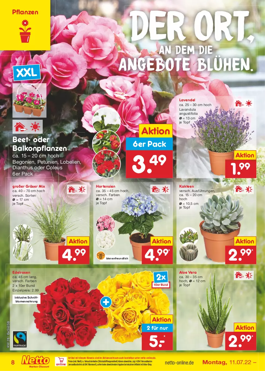 Aktueller Prospekt Netto Marken-Discount - Filial-Angebote - von 11.07 bis 16.07.2022 - strona 8 - produkty: aloe vera, angebot, angebote, balkonpflanzen, Begonie, blume, blumen, eis, hortensie, hortensien, Kaktee, lavendel, Lobelie, ndk, petunie, petunien, pflanze, pflanzen, reis, rosen, tee, Ti, topf, versandkostenfrei