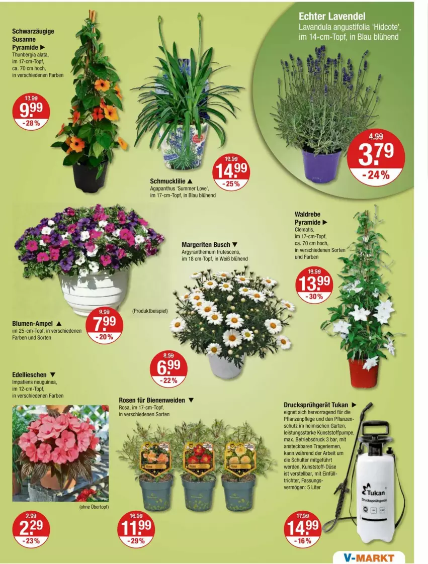 Aktueller Prospekt Vmarkt - Prospekte - von 02.05 bis 08.05.2024 - strona 17 - produkty: blume, blumen, dell, edellieschen, eis, erde, Garten, pflanze, pflanzen, rosen, Schmuck, Ti, topf, übertopf