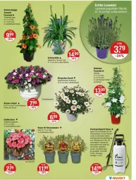 Gazetka promocyjna Vmarkt - Prospekte - Gazetka - ważna od 08.05 do 08.05.2024 - strona 17 - produkty: blume, blumen, dell, edellieschen, eis, erde, Garten, pflanze, pflanzen, rosen, Schmuck, Ti, topf, übertopf