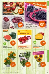 Gazetka promocyjna Tegut - Angebote der Woche - Gazetka - ważna od 25.06 do 25.06.2022 - strona 5 - produkty: angebot, angebote, Bau, beere, beeren, bio, blume, blumen, dekoration, erdbeere, erdbeeren, früchte, heidelbeere, heidelbeeren, kirsch, kirsche, kirschen, mango, melone, melonen, obst, pflanze, pflanzen, ring, Schal, Schale, sonnenblume, sonnenblumen, Ti, topf, wasser, wassermelone, wassermelonen