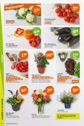 Gazetka promocyjna Tegut - Angebote der Woche - Gazetka - ważna od 01.07 do 01.07.2023 - strona 4 - produkty: angebot, angebote, aubergine, auberginen, basilikum, Bau, bio, Bio-Paprika, blume, blumen, blumenkohl, bunte salate, Container, dekoration, eis, früchte, früchten, gin, lavendel, paprika, paprika rot, pflanze, Rauch, reis, ring, rosen, salat, salate, Schal, Schale, strauchtomaten, Ti, tomate, tomaten, topf