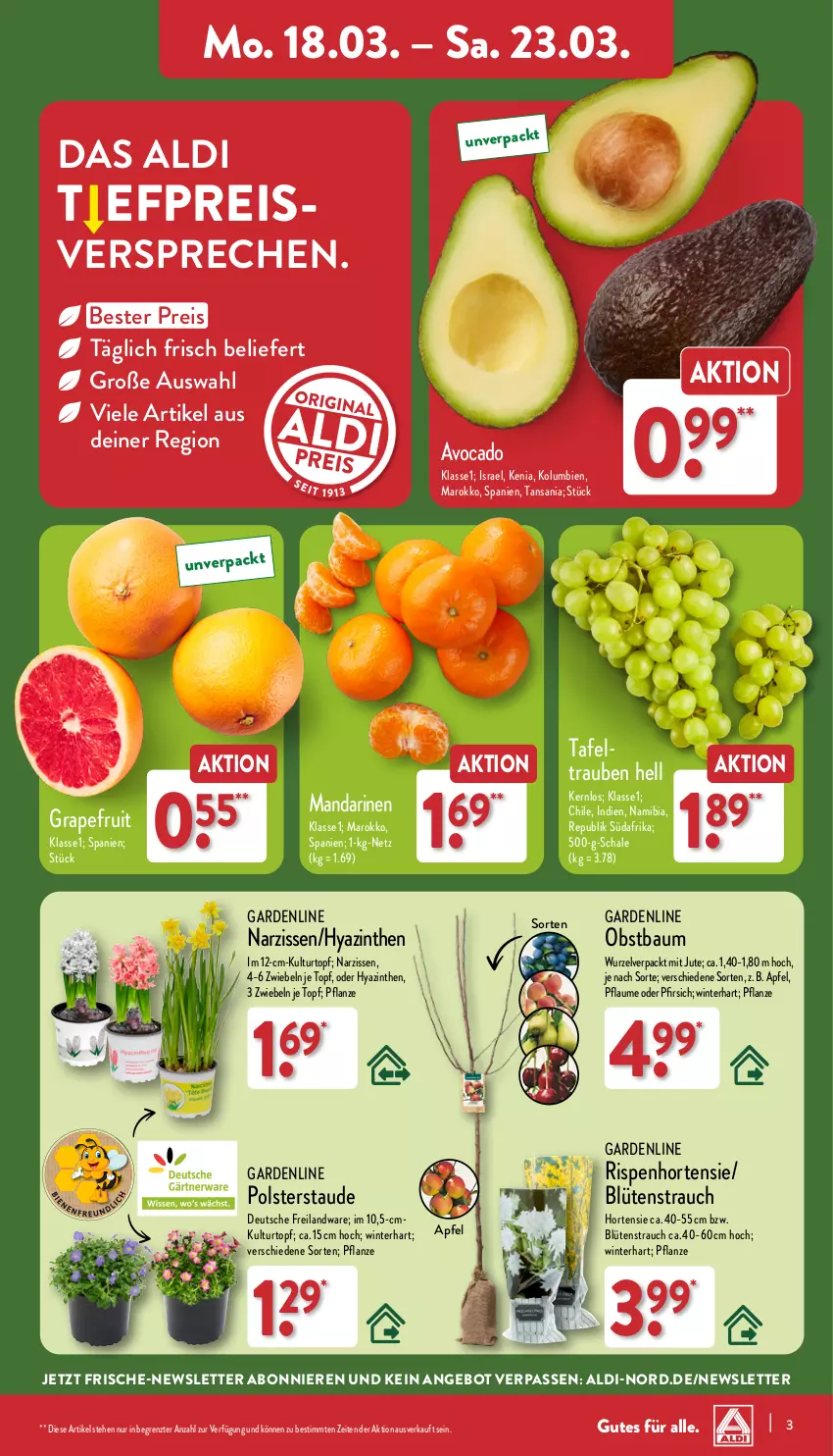 Aktueller Prospekt Aldi Nord - Von Montag - von 18.03 bis 23.03.2024 - strona 3 - produkty: aldi, angebot, apfel, avocado, Bau, Blüte, Brei, eis, grapefruit, hortensie, kulturtopf, mandarine, mandarinen, Narzissen, obst, pfirsich, pflanze, pflaume, Rauch, reis, Schal, Schale, Ti, topf, trauben, ZTE, zwiebel, zwiebeln