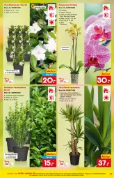 Gazetka promocyjna Netto Marken-Discount - Online-Angebote Mai - Gazetka - ważna od 27.05 do 27.05.2022 - strona 27 - produkty: angebot, Bau, Blüte, buch, decke, eis, erde, Laufen, ndk, orchidee, pflanze, pflanzen, phalaenopsis, reis, Ti, topf, übertopf, ZTE