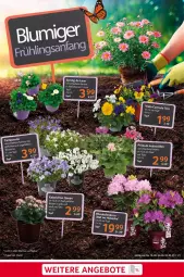 Gazetka promocyjna Selgros - Food - Gazetka - ważna od 22.03 do 22.03.2023 - strona 21 - produkty: angebot, angebote, eis, Kalanchoe, reis, ring, tee, Ti, topf