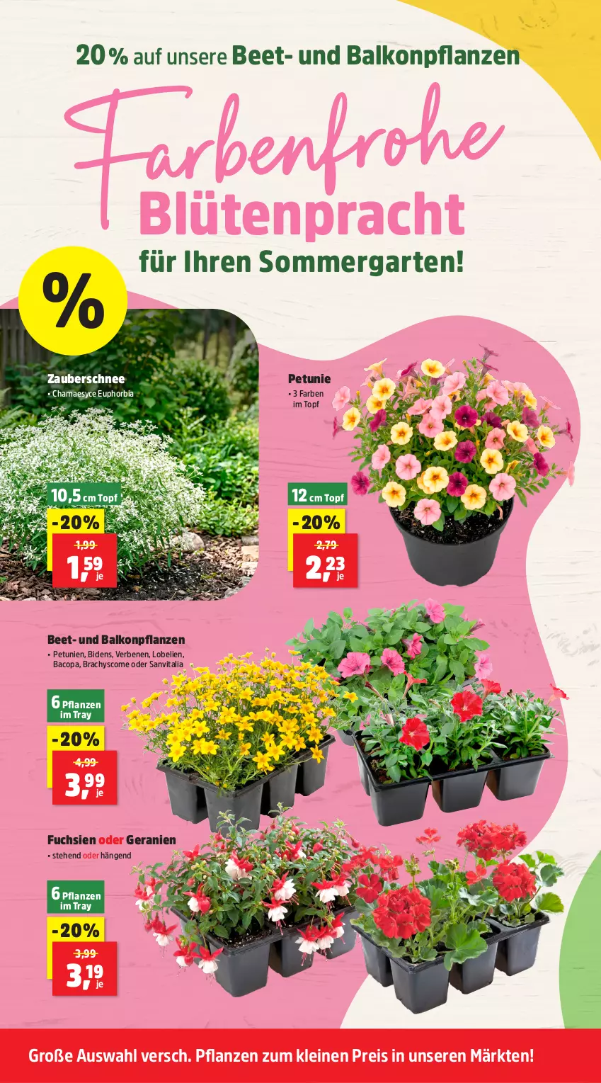 Aktueller Prospekt Thomas Philipps - von 08.06 bis 13.06.2026 - strona 6 - produkty: balkonpflanzen, Blüte, eis, Garten, geranie, geranien, hama, leine, Lobelie, petunie, petunien, pflanze, pflanzen, reis, topf, vita