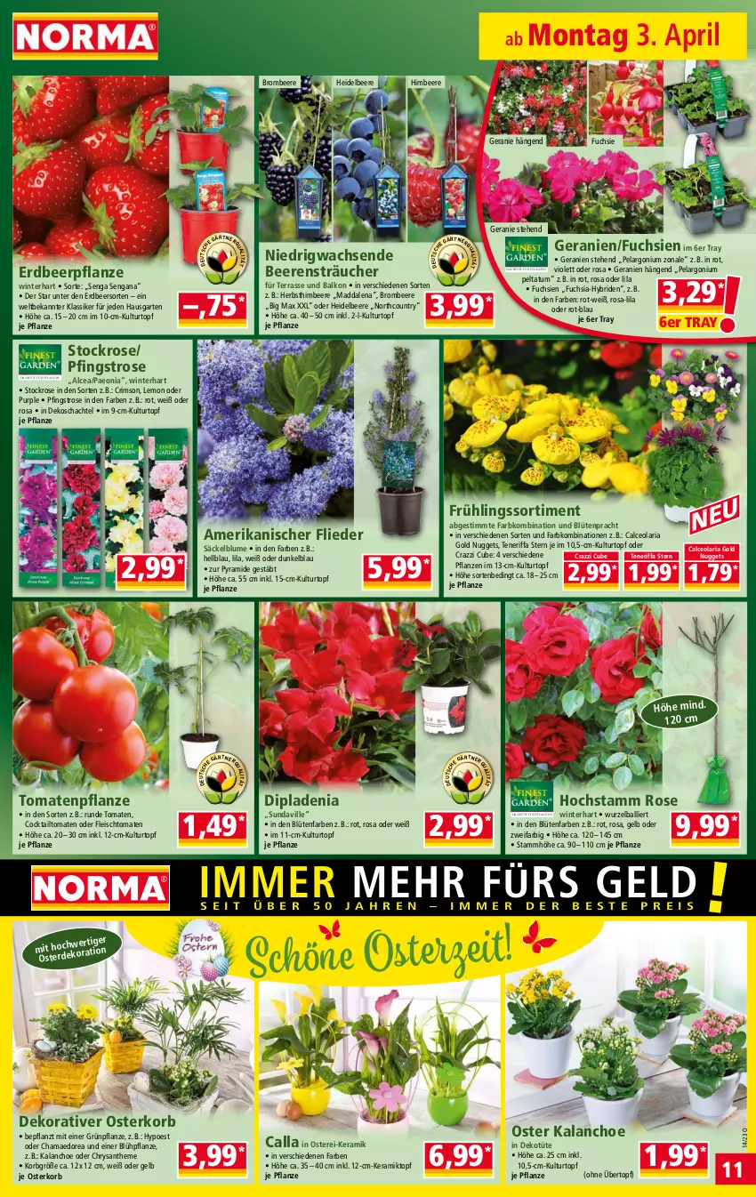 Aktueller Prospekt Norma - Norma - von 03.04 bis 10.04.2023 - strona 11 - produkty: ball, beere, beeren, blume, Blüte, brombeere, cocktail, dip, dipladenia, eis, Erdbeerpflanze, fleisch, flieder, Garten, geranie, geranien, hama, heidelbeere, himbeer, himbeere, HP, Kalanchoe, korb, kulturtopf, nuggets, Pelargonium, pflanze, pflanzen, pril, Ria, Ti, tomate, tomaten, topf, Tüte, übertopf