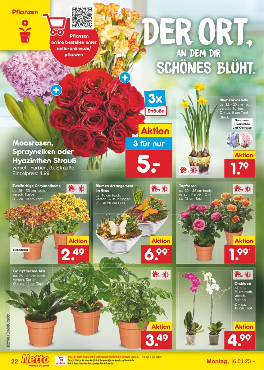 Aktueller Prospekt Netto Marken-Discount - Filial-Angebote - von 16.01 bis 21.01.2023 - strona 24 - produkty: bestpreis, blume, blumen, eis, elle, Grünpflanzen, Narzissen, ndk, orchidee, pflanze, pflanzen, reis, rosen, Ti, topf, zwiebel, zwiebeln