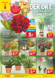 Gazetka promocyjna Netto Marken-Discount - Filial-Angebote - Gazetka - ważna od 21.01 do 21.01.2023 - strona 24 - produkty: bestpreis, blume, blumen, eis, elle, Grünpflanzen, Narzissen, ndk, orchidee, pflanze, pflanzen, reis, rosen, Ti, topf, zwiebel, zwiebeln