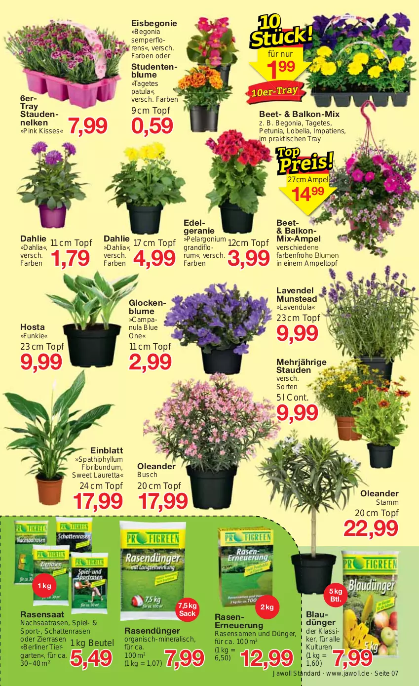 Aktueller Prospekt Jawoll - Prospekte - von 02.05 bis 06.05.2023 - strona 11 - produkty: Begonia, Begonie, berliner, beutel, blume, blumen, Campanula, dahlie, dünger, eis, ente, Garten, geranie, lavendel, LG, Pelargonium, rasen, rasendünger, rasensamen, rum, sac, Sport, stauden, Ti, tisch, topf