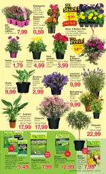 Gazetka promocyjna Jawoll - Prospekte - Gazetka - ważna od 06.05 do 06.05.2023 - strona 11 - produkty: Begonia, Begonie, berliner, beutel, blume, blumen, Campanula, dahlie, dünger, eis, ente, Garten, geranie, lavendel, LG, Pelargonium, rasen, rasendünger, rasensamen, rum, sac, Sport, stauden, Ti, tisch, topf