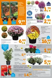 Gazetka promocyjna - Gazetka - ważna od 12.10 do 12.10.2024 - strona 6 - produkty: Alpenveilchen, asus, Behälter, beutel, bio, biozidprodukte, Blüte, chrysanthemen, dekoration, Elan, ente, handschuhe, Kinder, kirsch, Kraut, LG, pflanze, pflanzen, Rauch, rind, rum, rwe, sac, schuhe, Ti, topf