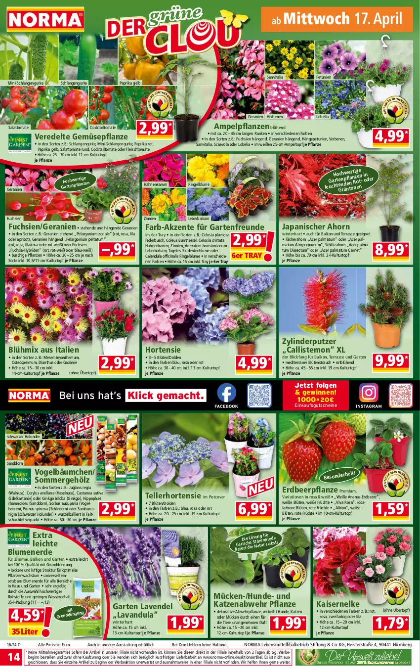 Aktueller Prospekt Norma - Norma - von 15.04 bis 22.04.2024 - strona 14 - produkty: acer, ananas, ball, balsam, Bebe, beere, beeren, bio, blume, blumen, blumenerde, Blüte, Calendula, cin, cocktail, eis, elle, ente, erdbeere, Erdbeerpflanze, erde, fleisch, früchte, Garten, geranie, geranien, gin, Ginkgo Biloba, gurke, gutschein, gutscheine, haselnuss, hipp, holunder, hortensie, Kaiser, kulturtopf, lavendel, lebensmittel, Leuchte, LG, mac, natur, nuss, paprika, paprika rot, Pelargonium, petunie, petunien, pflanze, pflanzen, pril, Rauch, reis, Ria, ring, salat, sanddorn, teller, Ti, Tiere, tomate, topf, übertopf, vita, walnuss, wasser