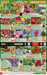 Gazetka promocyjna Norma - Norma - Gazetka - ważna od 22.04 do 22.04.2024 - strona 14 - produkty: acer, ananas, ball, balsam, Bebe, beere, beeren, bio, blume, blumen, blumenerde, Blüte, Calendula, cin, cocktail, eis, elle, ente, erdbeere, Erdbeerpflanze, erde, fleisch, früchte, Garten, geranie, geranien, gin, Ginkgo Biloba, gurke, gutschein, gutscheine, haselnuss, hipp, holunder, hortensie, Kaiser, kulturtopf, lavendel, lebensmittel, Leuchte, LG, mac, natur, nuss, paprika, paprika rot, Pelargonium, petunie, petunien, pflanze, pflanzen, pril, Rauch, reis, Ria, ring, salat, sanddorn, teller, Ti, Tiere, tomate, topf, übertopf, vita, walnuss, wasser